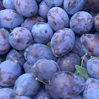 Plum picking.