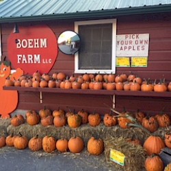 Pumpkins now available!