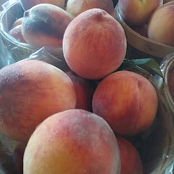 Peach picking available August/Sept.